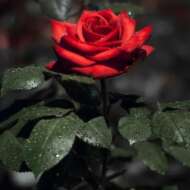 Md Mehedi Hasan (O+) 